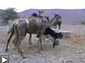 Comment voler l’eau du chameau ?