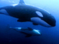Killer Orcas