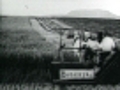 Wheat Harvesting with Reaper and Binder at Jimbour, Qld (1899) - Clip 1: Wheat harvesting with a mechanical reaper