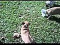 Coco’s first post-op romp 040611.mov
