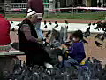 Royalty Free Stock Video SD Footage Woman and Child Feeding Pigeons at a Park in Buenos Aires,  Argentina