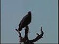 India’s vultures in serious decline