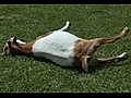 Weird,  True and Freaky: Fainting Goats