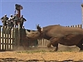 Wild - Rhinos Gone Wild