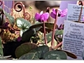 A Look at Cyclamen