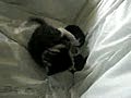 20100506 暇さえあればじゃれ合う子猫