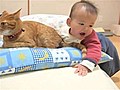 Baby Tries To Eat Cat Tail