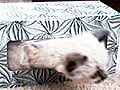 America’s Cutest Cat 2010: Trapped in a Tissue Box