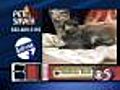 12/8 Petsaver: Tootsie Roll the kitten
