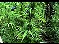 Strain Hunters Episode 04*** (Humboldt Smoke Marijuana Cannabis Weed Hash Oil Vaporizers Grow)