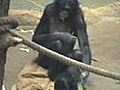 Bonobos Say No by Shaking Heads Like Human?