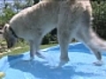 Summer heat and health hazards for pets