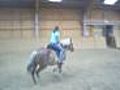 Jumping horse