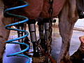 G-Word Online Clips: Milking the Cows