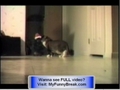 Incredible  -  Very Funny Cats -  great funny cat films