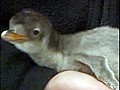 Baby penguin makes debut at Australian zoo