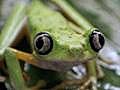 Saving Amphibians from Deadly Fungus