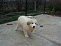 Authentiques chiots Montagne des Pyrénées Patou LOF 2 mois et demi