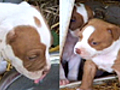 Puppies Swiped From NJ Shop