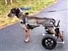 Disabled dog gets new wheelchair