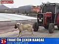 Traktör Çeken Kangal Köpeği