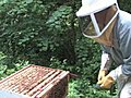 IMA TV:  Keeping Bees