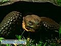 Galapagos Tortoises