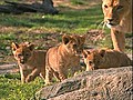 Raw Video: New Lion Cubs Frolic at Bronx Zoo