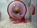 Hamster sale disparao de la rueda