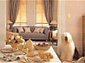 Dulux dog returns to TV screens for first time in a decade