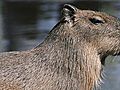 Animals of Elephant Odyssey: Capybara