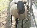 Sheep Burp