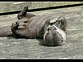 Otter Plays With Rock