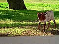 Budweiser: Clydesdale’s new friend