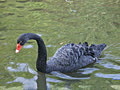 real black swan