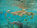 Bora Bora sharks & stingrays