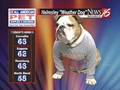 Helmsley the weather dog: Dry early, rain late