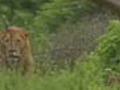 Vultures Take Lion Kill