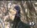 When Wild Turkeys Attack