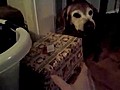 Dog Barks At Owner Over Christmas Present