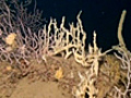 Rare black coral found in Italy