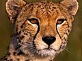 &#039;African Cats: Kingdom of Courage&#039; Trailer