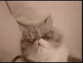 ☆☆  job 314 -   chute le chat ...  ☆☆