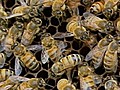 Cell Phone Usage May Be Deadly for Bees