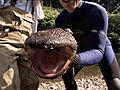 River Monsters: Japanese Giant Salamander