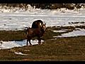 chamois du vercors