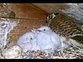 Red Tail Hawk and Chicks