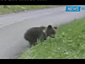 Trentino,  avvistato cucciolo d’orso