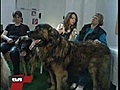 Hunderassen-Porträt Teil 2: Der Leonberger