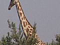 News: African Region Restoring Giraffe Population